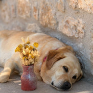 Petit Vase in Burnt Clay with Dry Flowers