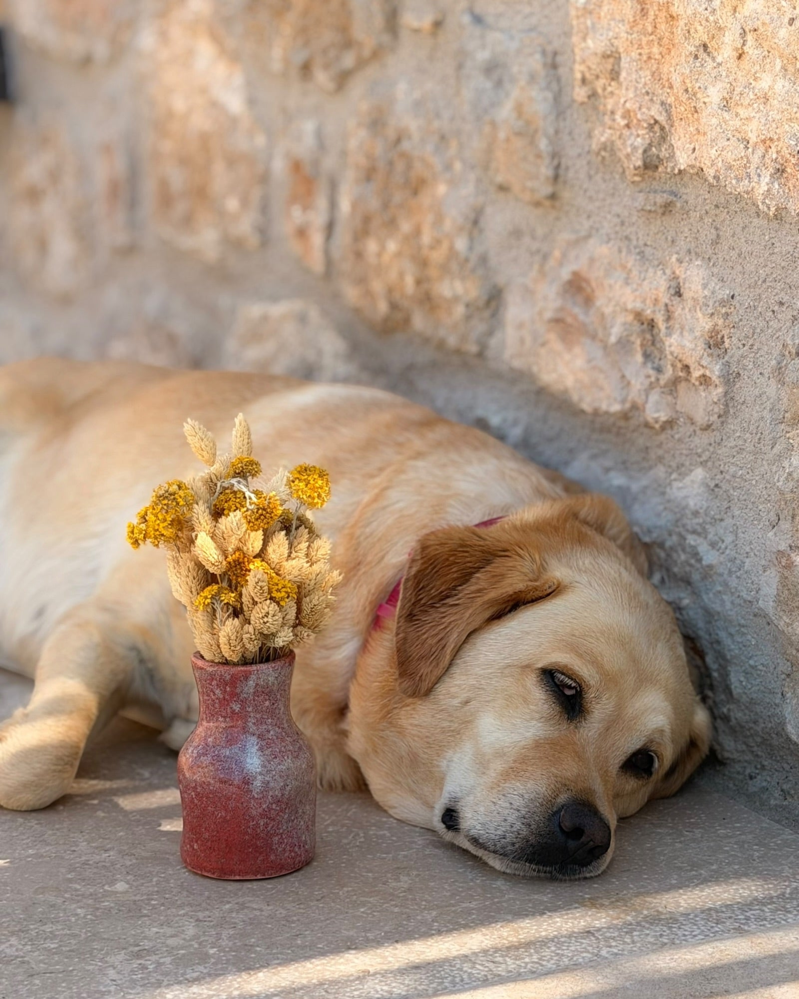 Petit Vase in Burnt Clay with Dry Flowers